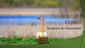  Presentation with orange - Presentation theme having whooper-swan-with-orange-neck background and a mint green colored foreground