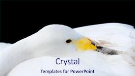  Presentation with swan ganz catheter - Cool new presentation design with whooper swan backdrop and a sky blue colored foreground