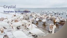  Presentation with swimming - Audience pleasing theme consisting of whooper-swans-swimming backdrop and a sky blue colored foreground