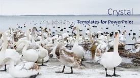  Presentation with swimming - PPT layouts featuring whooper-swans-swimming background and a sky blue colored foreground