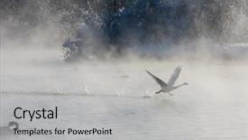  Presentation with swimming - Slides having whoops - beautiful white whooping swans swimming background and a light gray colored foreground
