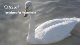  Presentation with swimming - Presentation having whoops - beautiful white whooping swans swimming background and a gray colored foreground