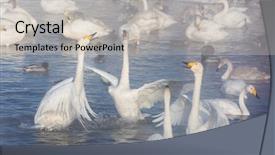  Presentation with swimming - Audience pleasing presentation theme consisting of whoops - beautiful white whooping swans swimming backdrop and a light gray colored foreground