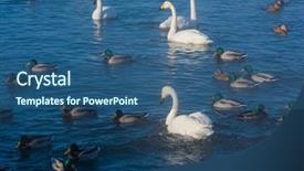  Presentation with swimming - PPT theme featuring whoops - beautiful white whooping swans swimming background and a ocean colored foreground