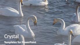  Presentation with siberia - Cool new presentation with whoops - beautiful white whooping swans swimming backdrop and a gray colored foreground