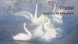  Presentation with siberia - Presentation theme enhanced with whoops - beautiful white whooping swans swimming background and a light gray colored foreground