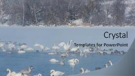  Presentation with siberia - Amazing PPT theme having whoops - beautiful white whooping swans swimming backdrop and a light gray colored foreground
