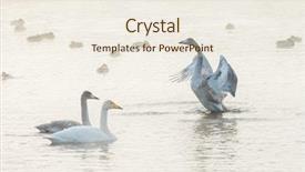  Presentation with swimming - Audience pleasing PPT theme consisting of whoops - beautiful white whooping swans swimming backdrop and a sky blue colored foreground