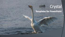  Presentation with swimming - Slides featuring whoops - beautiful white whooping swans swimming background and a gray colored foreground