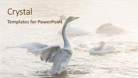  Presentation with swimming - Audience pleasing theme consisting of whoops - beautiful white whooping swans swimming backdrop and a sky blue colored foreground