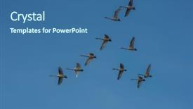  Presentation with flying - PPT theme enhanced with whoops - flying white whooping swans altay background and a  colored foreground