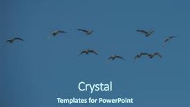  Presentation with flying - Beautiful PPT layouts featuring whoops - flying white whooping swans altay backdrop and a  colored foreground