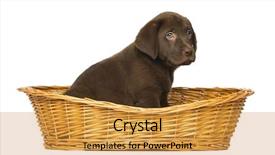  Presentation with old photographs black and white - Colorful presentation theme enhanced with wicker basket 2 months old backdrop and a gold colored foreground