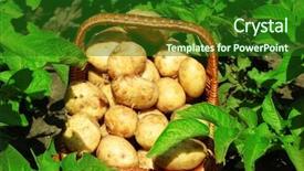  Presentation with mighty mississippi in new orleans - Audience pleasing presentation design consisting of wicker basket over potato plantation backdrop and a forest green colored foreground