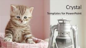  Presentation with hello kitty cute little kitten - Cool new slide set with wicker basket with adorable kitten backdrop and a coral colored foreground