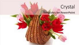  Presentation with cane - Theme consisting of wicket cane basket with bouquet of red and pink tulips isolated over white background and a lemonade colored foreground