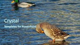  Presentation with water river - Slides enhanced with wid - wild ducks in blue water background and a ocean colored foreground