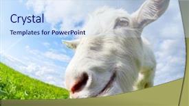  Presentation with meadow - Slides having wide angle - close up shot background and a sky blue colored foreground