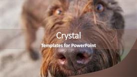  Presentation with wide - Colorful presentation theme enhanced with wide angle close up of a drathaar backdrop and a violet colored foreground