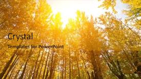  Presentation with wide - Slide deck having wide angle fall aspen trees with golden sunlight leh district in the state of jammu and kashmir india background and a gold colored foreground