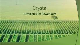  Presentation with plantation - Theme consisting of wide-grapes-plantation-and-lonely background and a soft green colored foreground