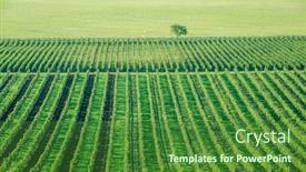  Presentation with plantation - Amazing theme having wide-grapes-plantation-and-lonely backdrop and a forest green colored foreground
