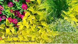  Presentation with wide - Colorful presentation enhanced with wide panoramic picture spring flowers backdrop and a gold colored foreground
