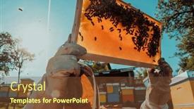  Presentation with wide - Presentation theme having wide-shot-of-a-beekeeper background and a tawny brown colored foreground