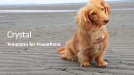  Presentation with dachshund - Cool new PPT theme with wiener dog - dachshund on the beach backdrop and a coral colored foreground