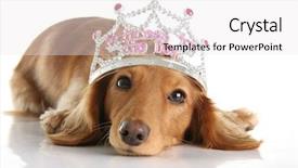  Presentation with princess - Colorful PPT theme enhanced with wiener dog - dachshund wearing a princess crown backdrop and a white colored foreground
