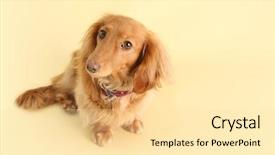  Presentation with dachshund - Slide set featuring wiener dog - dachshund with smart expression background and a blonde colored foreground