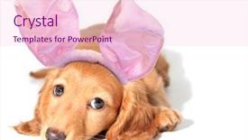  Presentation with easter bunny yellow spring flower - Colorful PPT theme enhanced with wiener dog - easter bunny dachshund backdrop and a  colored foreground