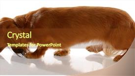  Presentation with dachshund - Presentation theme having wiener dog - long haired miniature dachshund walking background and a tawny brown colored foreground