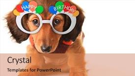  Presentation with happy birthday - PPT theme having wiener dog - longhair dachshund puppy wearing happy background and a coral colored foreground
