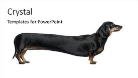  Presentation with dachshund - Amazing slides having wiener dog - manipulated image of a very backdrop and a white colored foreground