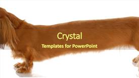  Presentation with dachshund - Slides with wiener dog - very long dachshund standing background and a tawny brown colored foreground