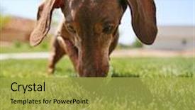  Presentation with dachshund - Colorful presentation design enhanced with wiener dog dachshund dog playing with a tennis ball shallow dof on the ball backdrop and a yellow colored foreground