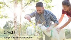  Presentation with goat farm - PPT theme enhanced with wife tending to their goat background and a soft green colored foreground