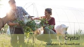  Presentation with goat farm - Beautiful presentation theme featuring wife tending to their goat backdrop and a mint green colored foreground