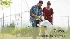  Presentation with goat farm - Colorful slides enhanced with wife tending to their goat backdrop and a mint green colored foreground