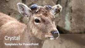  Presentation with wind energy close up portrait - Presentation having wika - close-up portrait of sika deer background and a coral colored foreground