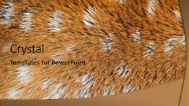  Presentation with deer - Presentation design having wika - closeup of the fur background and a red colored foreground