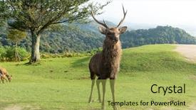  Presentation with deer - Slide set enhanced with wika - deer at mount wakakusa background and a  colored foreground