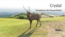  Presentation with deer - PPT theme enhanced with wika - deer in nara background and a white colored foreground