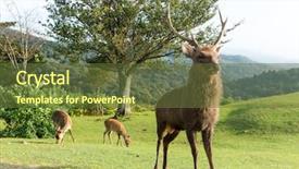 Presentation with deer - Slides consisting of wika - deer on mountain background and a  colored foreground