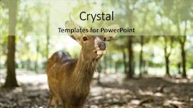  Presentation with deer - Audience pleasing slides consisting of wika - deer relaxing at nara park backdrop and a soft green colored foreground