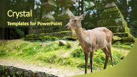  Presentation with buck and doe - Beautiful PPT theme featuring wika - doe deer in nara park backdrop and a tawny brown colored foreground
