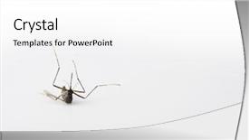  Presentation with mosquito - Cool new presentation theme with wika - downed mosquito isolated on natural backdrop and a white colored foreground