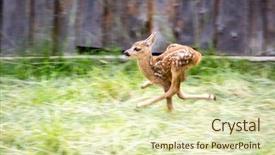  Presentation with pasture - Audience pleasing slide deck consisting of wika - little scared deer runs off backdrop and a soft green colored foreground
