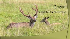  Presentation with female male symbol - Presentation theme featuring wika - male and female sika deer background and a yellow colored foreground